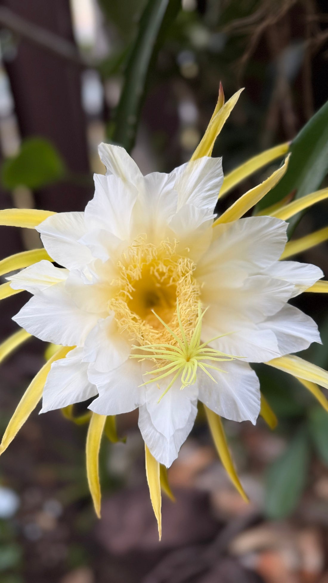Dragon Fruit: Growing Something Unexpected