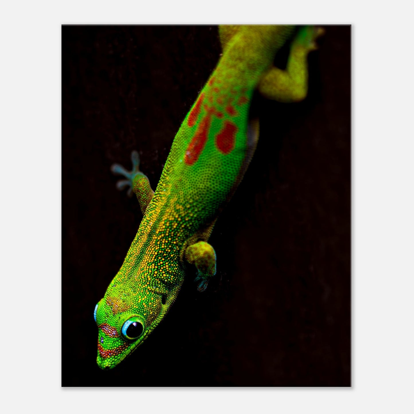 Canvas Wall Art Hawaiian Gecko Lizard Photographed in Paradise