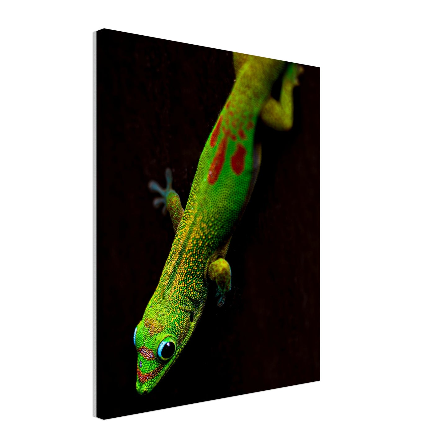 Canvas Wall Art Hawaiian Gecko Lizard Photographed in Paradise